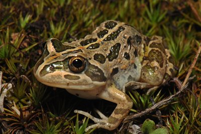 MulligansFlat's tweet photo. Get your frog on and wade into a wonderful amphibian world this Frog Week 🐸🐸🐸

Become a citizen scientist and help researchers gather valuable data by downloading the FrogID app. Hop into action for our amphibian friends!

#lessrabbitsmoreribbits #notoextinction #frogweek2020 https://t.co/rdvKRY3yXA