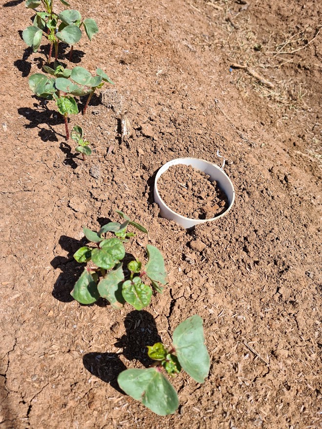 CeRRF_Griffith's tweet photo. Installed root exclusion collars for tracking nutrients using PRS probes @Western_Ag in the 15N urea_ #chickenlitter trial. Establishment great. 122.6 DD; 19 cold shock days @csd_cotton @CottonResearch @CottonInfoAust @UnlockSoilOAs @AgriFuturesAU @DarrelFiddler https://t.co/cQ86geXhdd