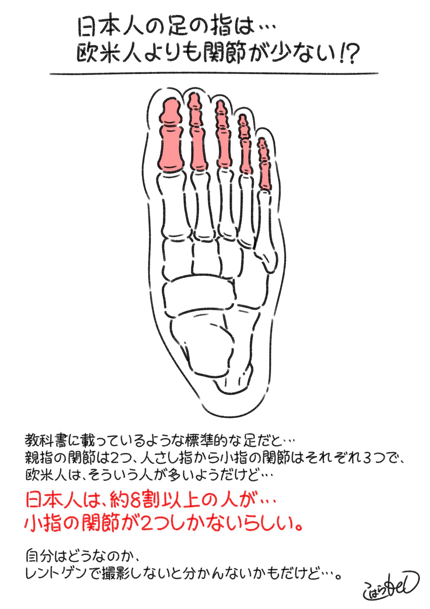 コハラモトシ キャラクリエイター これを知った時はビックリした 日本人は 足の小指の関節が一つ少ないらしいけど マジ T Co Xc9vijcrsx Twitter