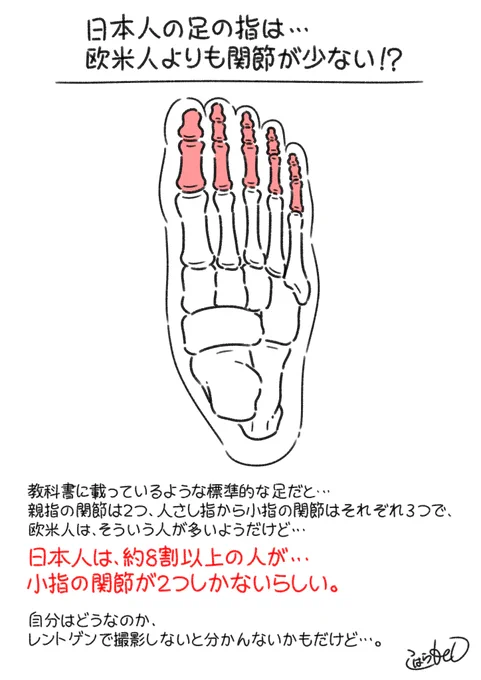 これを知った時はビックリした。
日本人は、足の小指の関節が一つ少ないらしいけど…
マジ? 