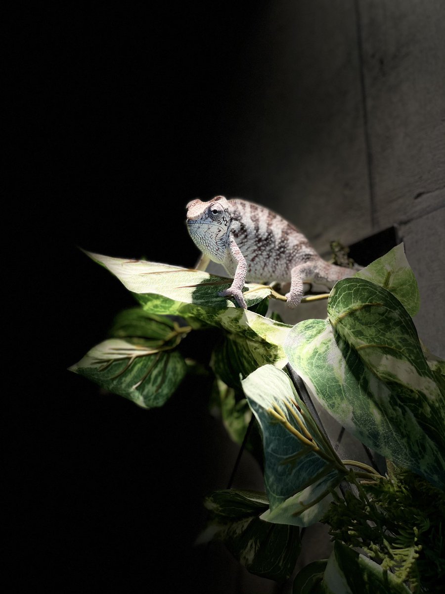 Y かっこいい カメレオン 爬虫類 Y かっこいい カメレオン 爬虫類