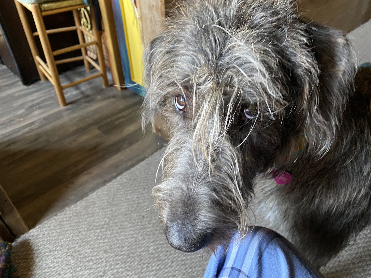 Irish Wolfhound is looking at a person like she is pouting