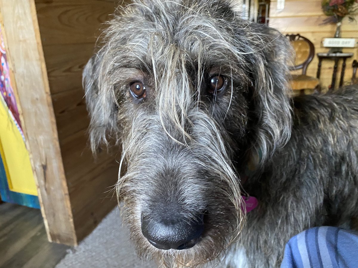 Irish Wolfhound is looking at a person very determined