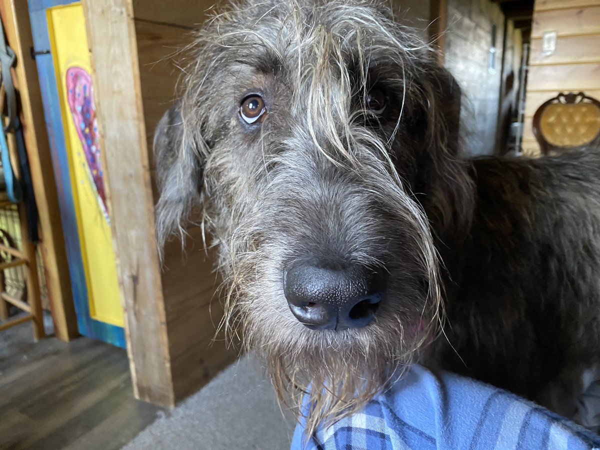 Irish Wolfhound is looking at a person very pathetic