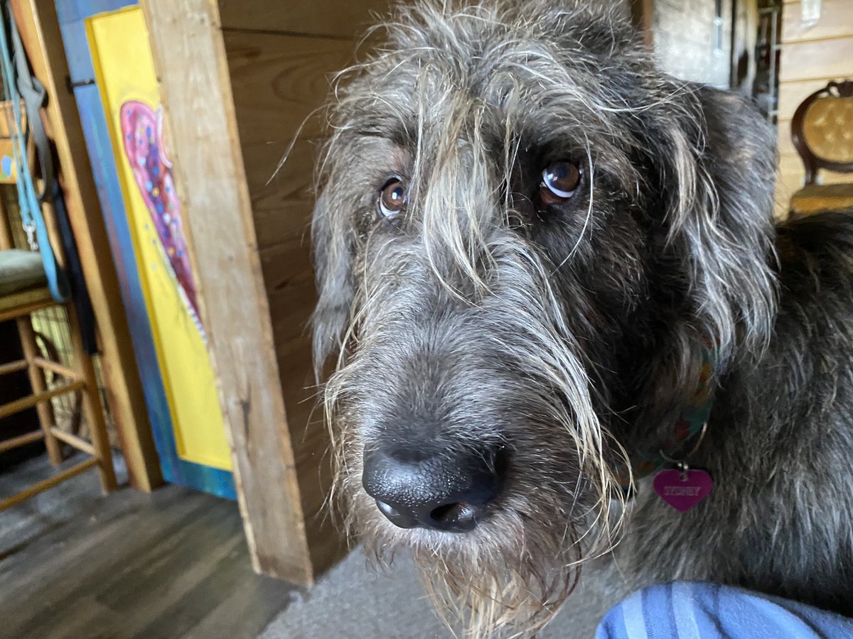 Irish Wolfhound is looking at a person very sweetly