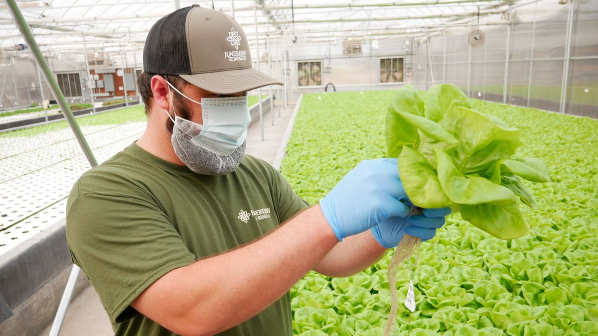 NCExtension's tweet photo. As the senior operations manager for Juneberry Ridge farm, @NCStateHort alum Ashton Thompson is passionate about #aquaponics. But he wouldn't be where he is today without a happy accident: https://t.co/goYOJ88AHU #AgPackStrong https://t.co/wCKrFMt21J