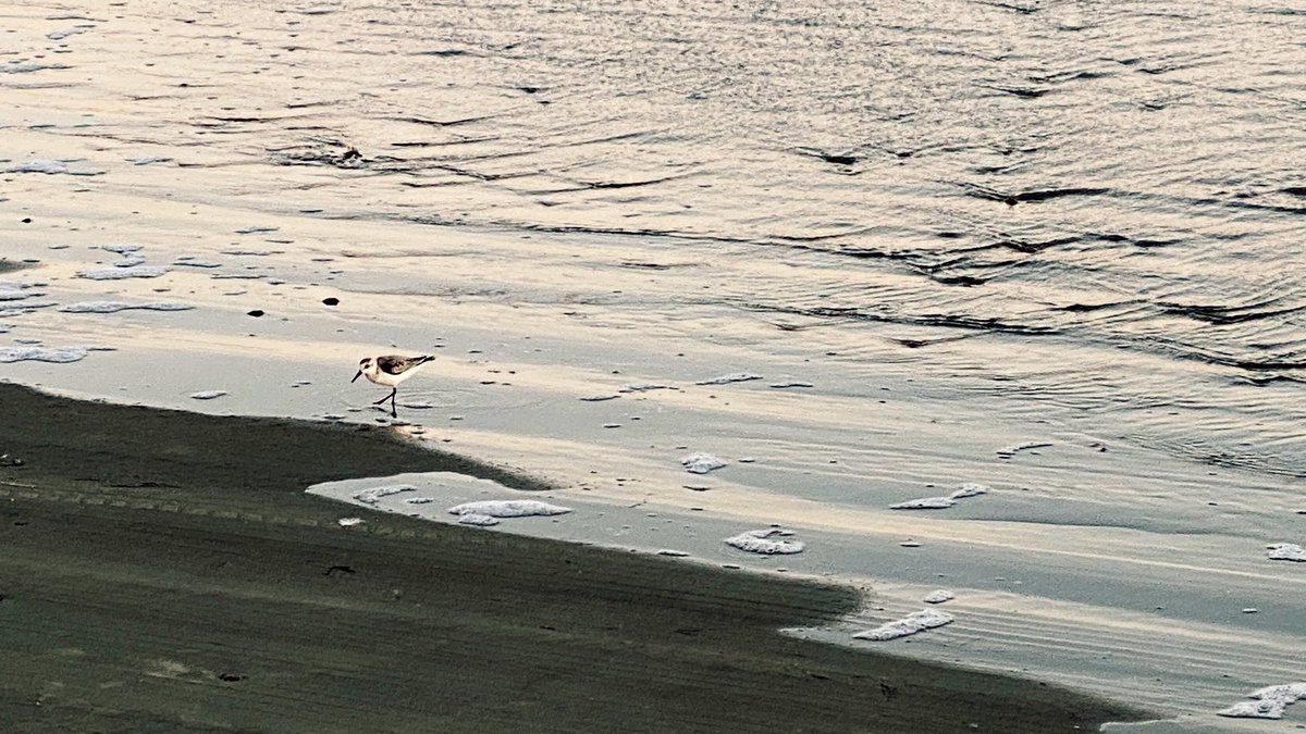 jaysonstreet's tweet photo. Loved the cool breeze and the waves on the shore but then had visitors showing up without a mask so had to bail! Till next time Surfside! 😊 #IsolatedHackerAdventures https://t.co/iSJxToEky6