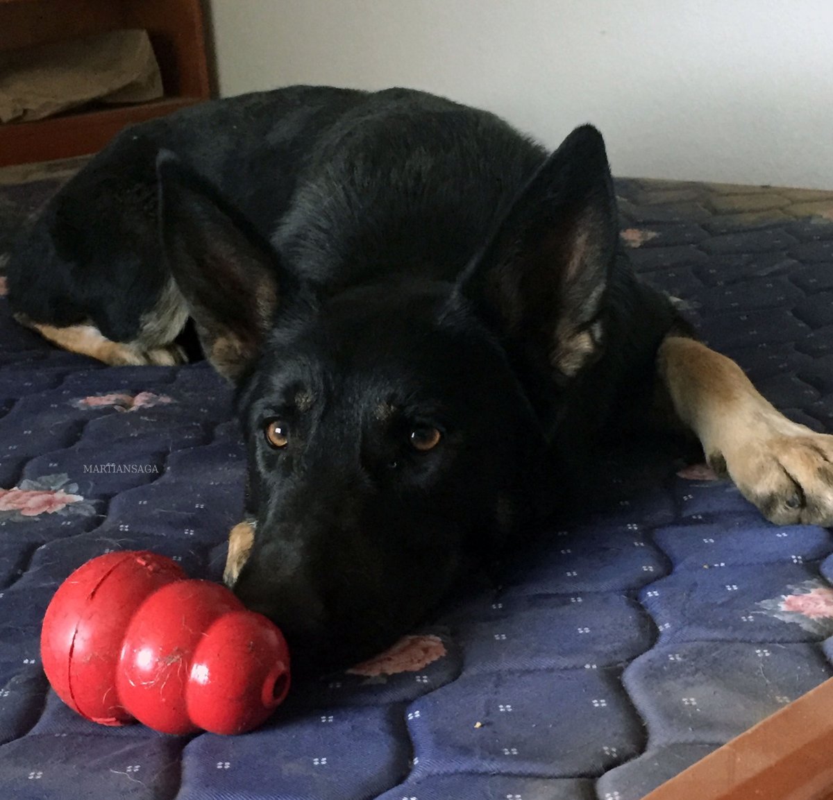 Chaibunny3's tweet photo. Our handsome doggo Caesar :3 he always wants to play #GermanShepherd #blackgermanshepherd #dogs #cutedogs #dogwithball #dogoftheday 🐶 https://t.co/otBFtC0jrX