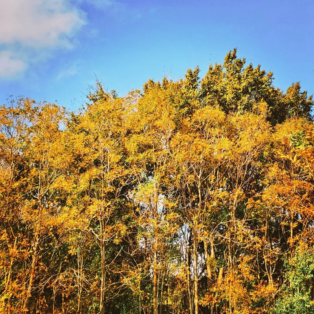 Hope everyone had a wonderful #OutdoorClassroomDay today! 🍂
#CitizenScience #theworldisyourlab