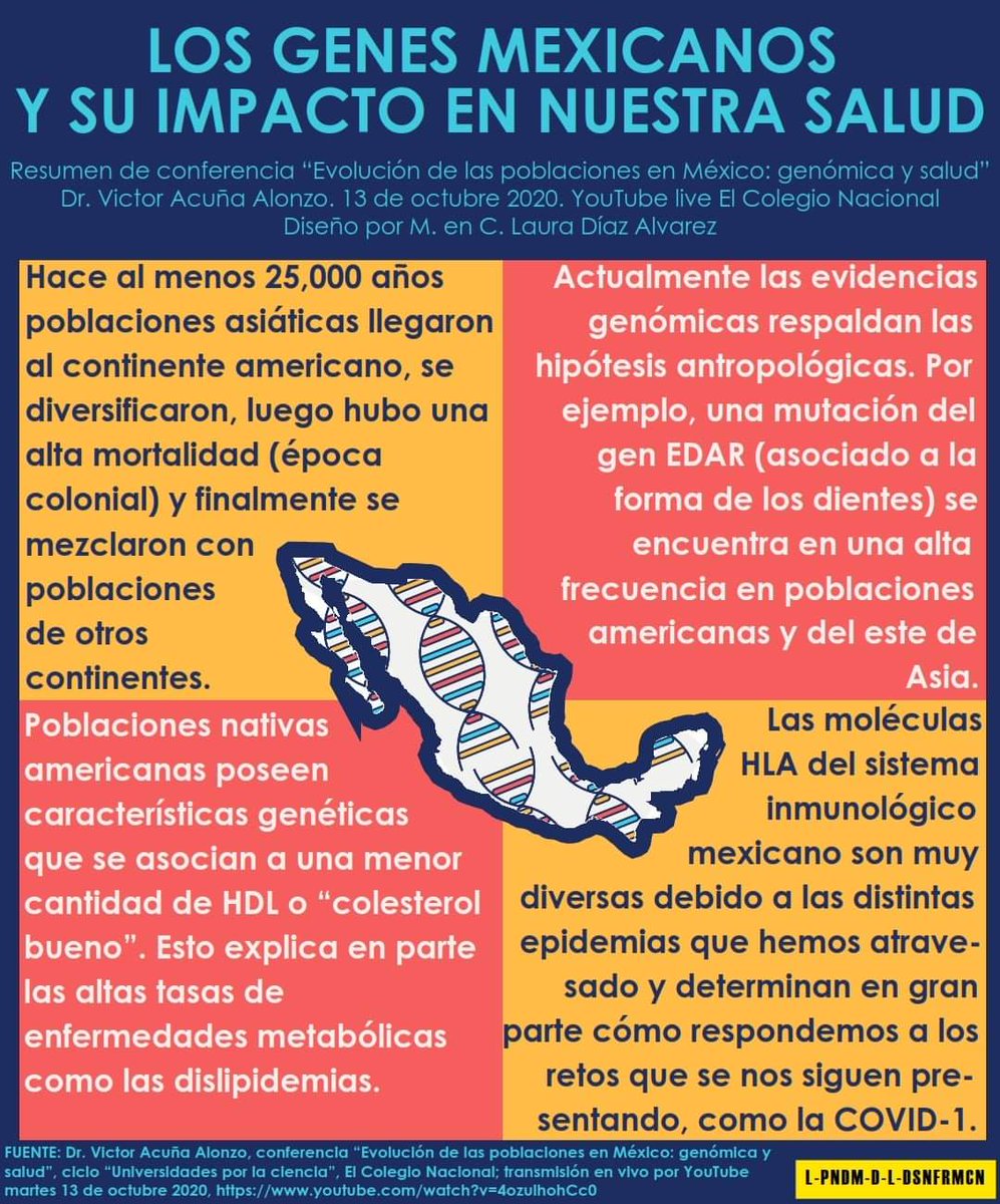 InmunoUnicornio's tweet image. Les comparto una pequeña infografía que hice para @d_pndm de lo presentado sobre diversidad genética 🧬 en México 🇲🇽 en la conferencia "Evolución de las poblaciones en México: génomica y salud" youtu.be/4ozulhohCc0

#Genética
#Mexico 
#COVID19