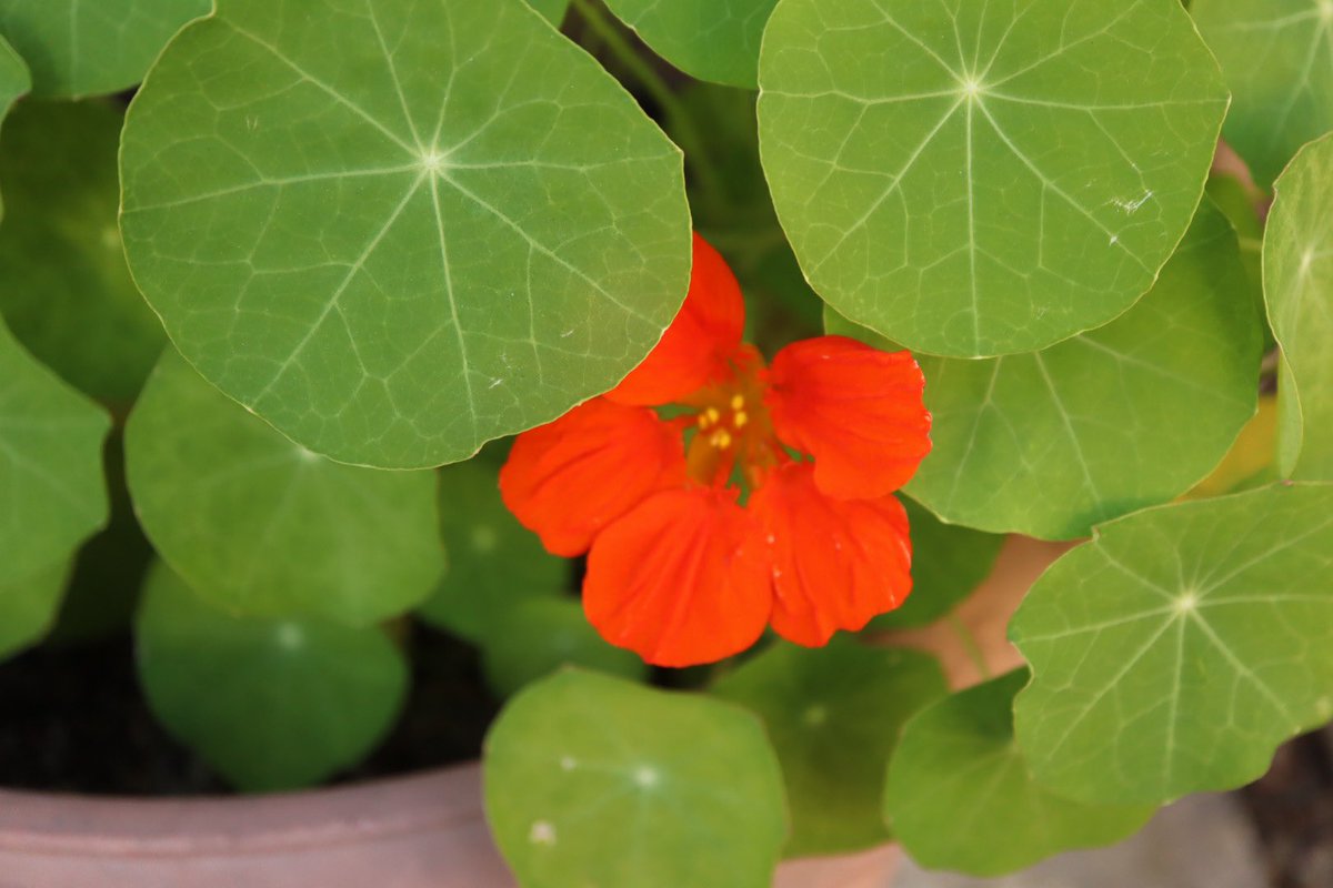 かな ドラマ鑑賞アカ 街角で金蓮花を見つけた 丸い葉に可愛い姿の花 意外にも花言葉は 愛国心 勝利 丸い葉を盾に 赤い花を血に見立てて そうくるかぁですね かな ドラマ鑑賞アカ 街角で金蓮花を見つけた 丸い葉に可愛い姿の花 意外にも花言葉は 愛国心 勝利 丸い葉を盾に 赤い花を血に見立てて そうくるかぁですね
