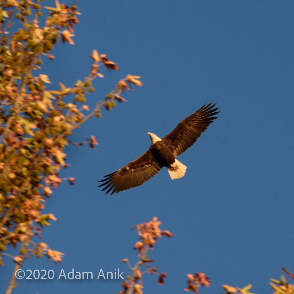One of the pair of Bald Eagles swooping and circling at the treetop level during my walk with the dog.