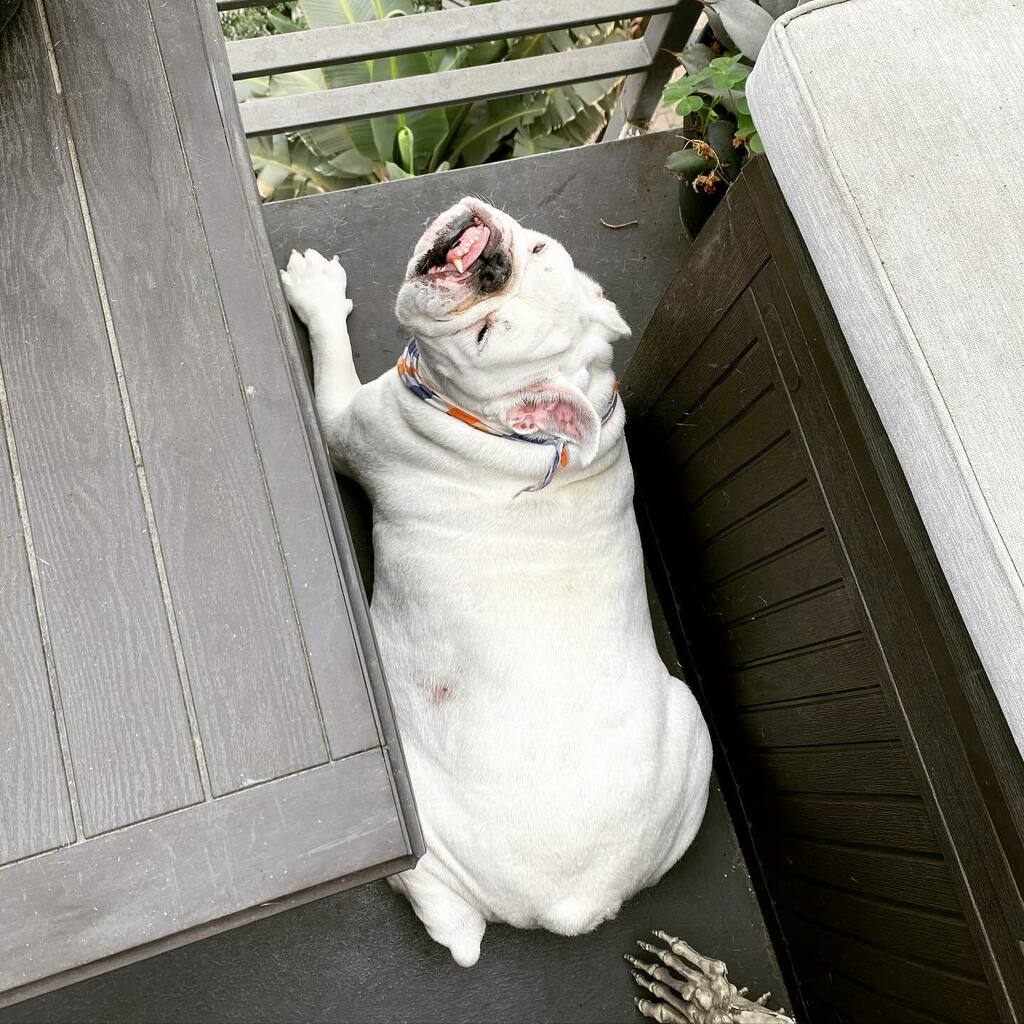 Matilda is having a v nice afternoon on neighborhood watch. 👀👀👀 instagr.am/p/CHOcfplhhz4/