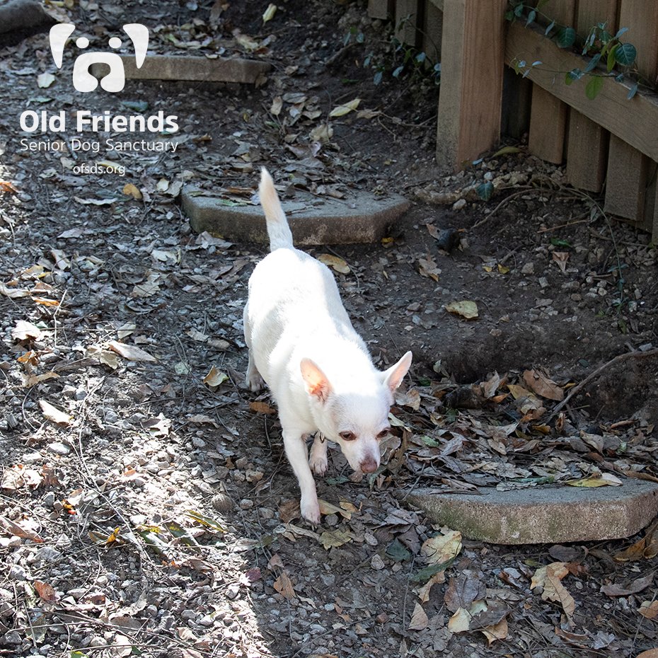 oldfriendssds's tweet photo. "Ohhhhh, I hope I get there before all the good stuff is gone!- Chip
#ofsds #ofsdschip #ofsdsdale #seniordogs #ofsdsdinnertime #ofsdsbondedpair #bondedpair https://t.co/4qA6XuK46H