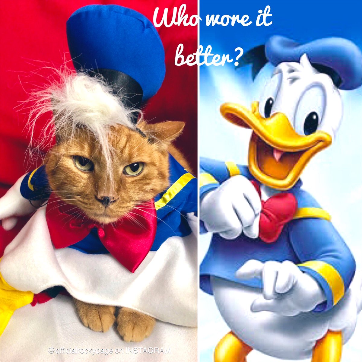 realrockycat's tweet photo. Sorry I missed Meowloween. Do I stand a chance against Donald? #Halloween #halloweencostume #election #donald #America #VoteCount #VOTE #Vote2020 https://t.co/uaiAKDwHp9