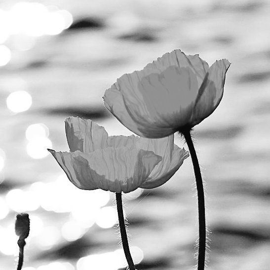 Sunday 8am, Rev <a href="/ElizabethSqui15/">Elizabeth Squires</a> from Pennar Community Church brings the #thought for #RemembranceSunday,<a href="/loulitagill/">loulitagill</a> shares the story behind her new song, we hear more faith heroes from @Canonjjohn &amp; your worship tracks. It's time to #RaiseThePraise purewestradio.com