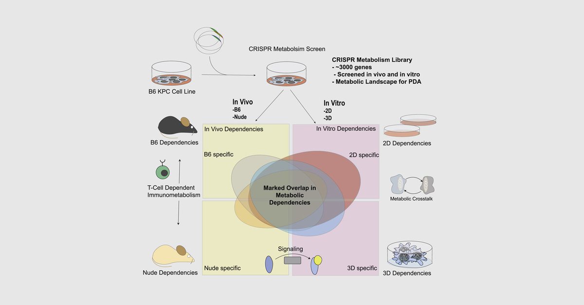 ExtracellMatrix's tweet photo. Modeling #microenvironmental influences in cell culture has been challenging, hampering the study of tumor-specific metabolism. 
@nyulangone employed parallel #CRISPR-Cas9 screens to interrogate metabolic vulnerabilities in PDAC. 

✍🏼 @Cell_Metabolism:
https://t.co/O7HHZwwzLL https://t.co/Pmzh5yLEDl