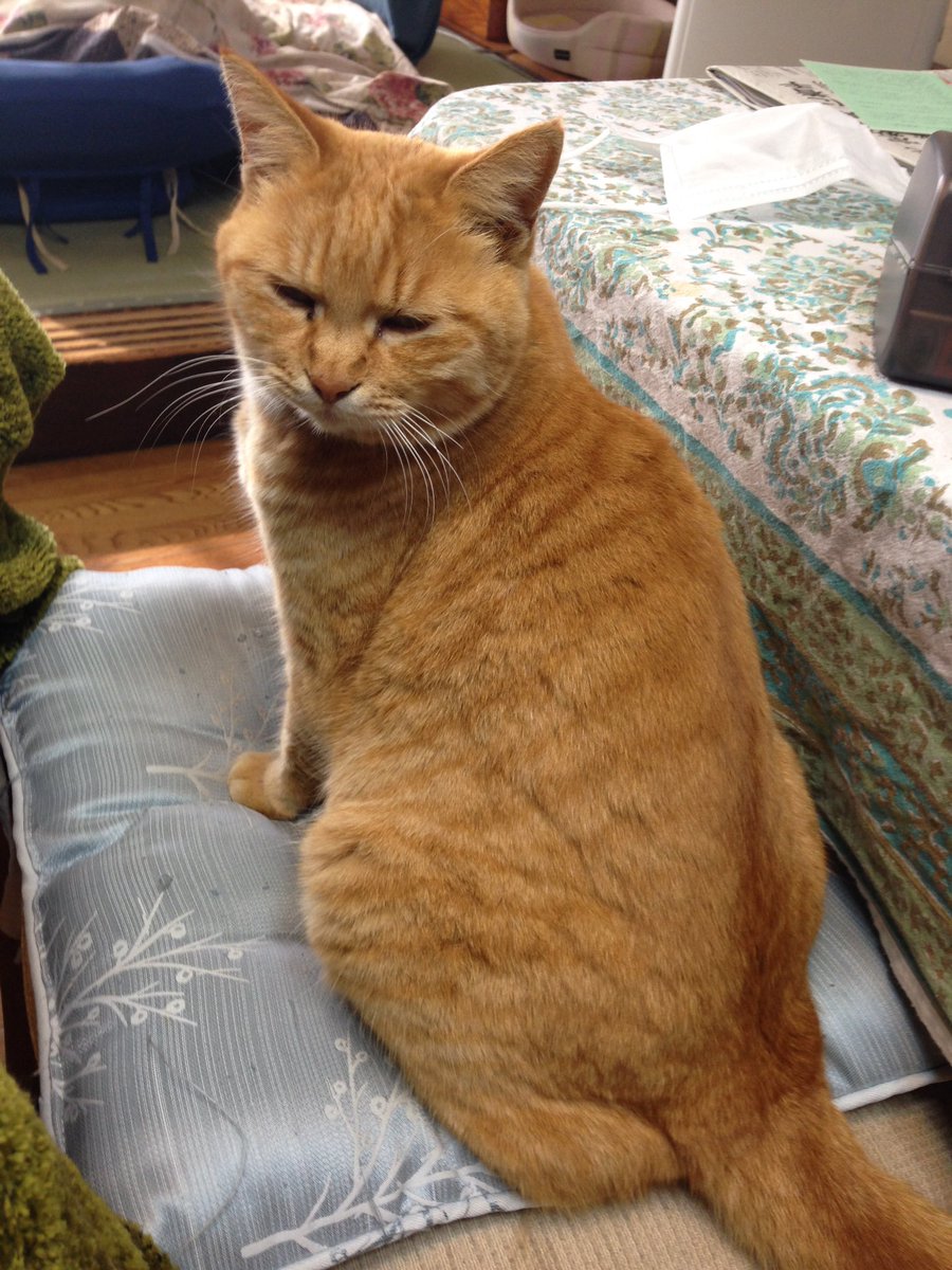 酒井 七海 迷い猫 実家の猫がいなくなってしまいました 小柄なメス 茶トラ 10歳くらい 中途半端な長さの鍵尻尾 名前 ハナ 千葉県八街市周辺で見かけた方がいたらぜひ情報いただけたらありがたいです よろしくお願いします