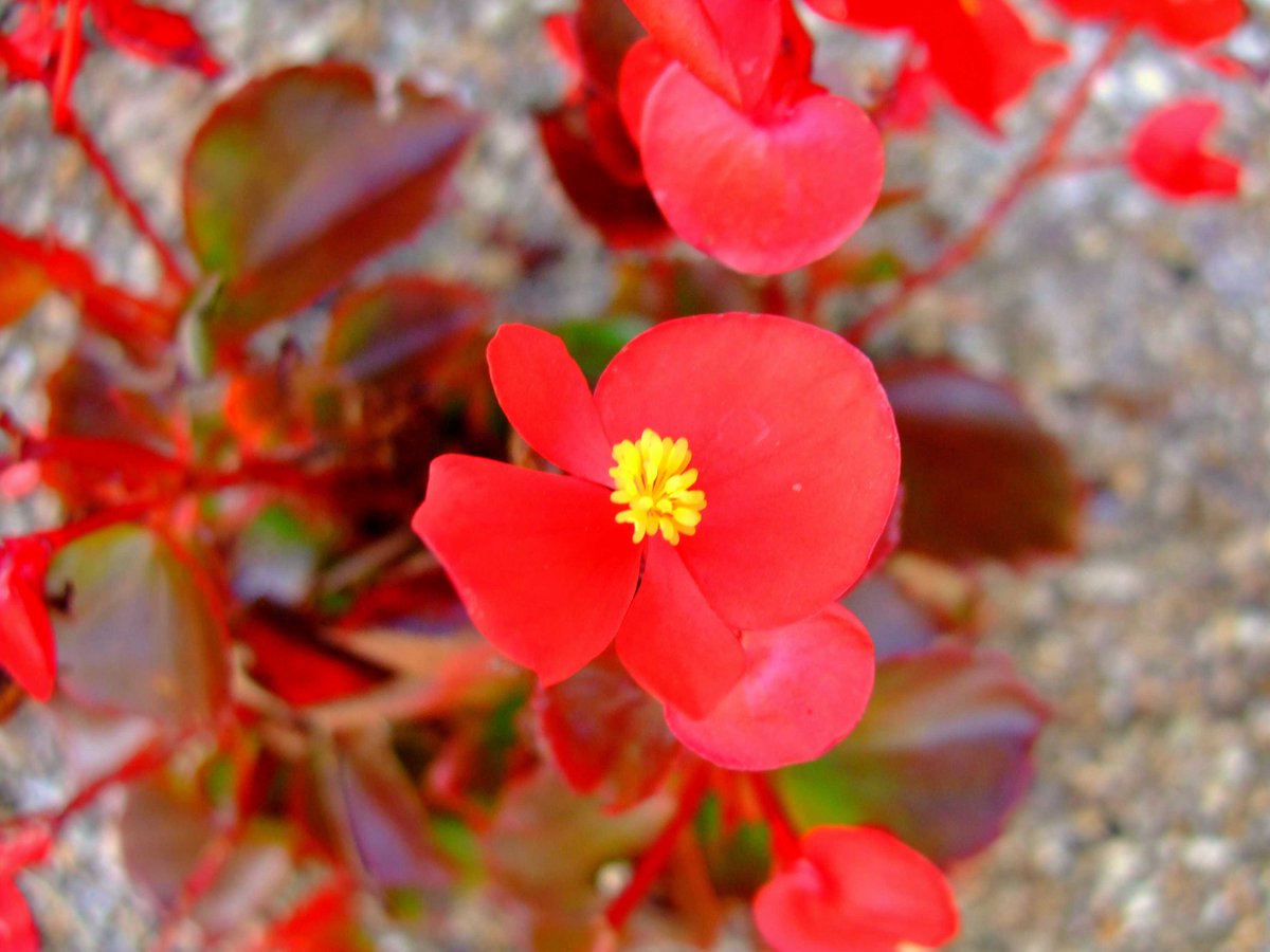 ベゴニア センパフローレンス