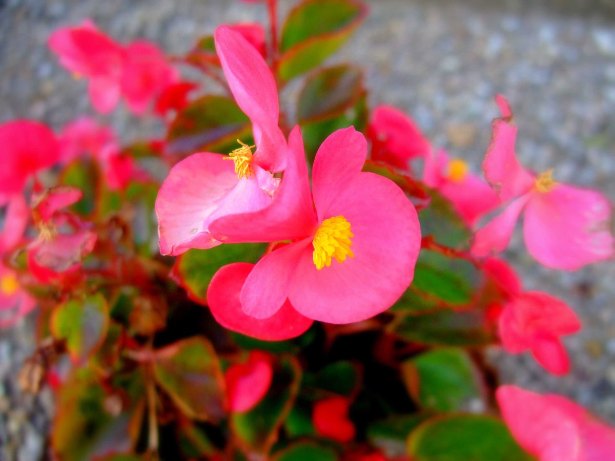 ベゴニア センパフローレンス