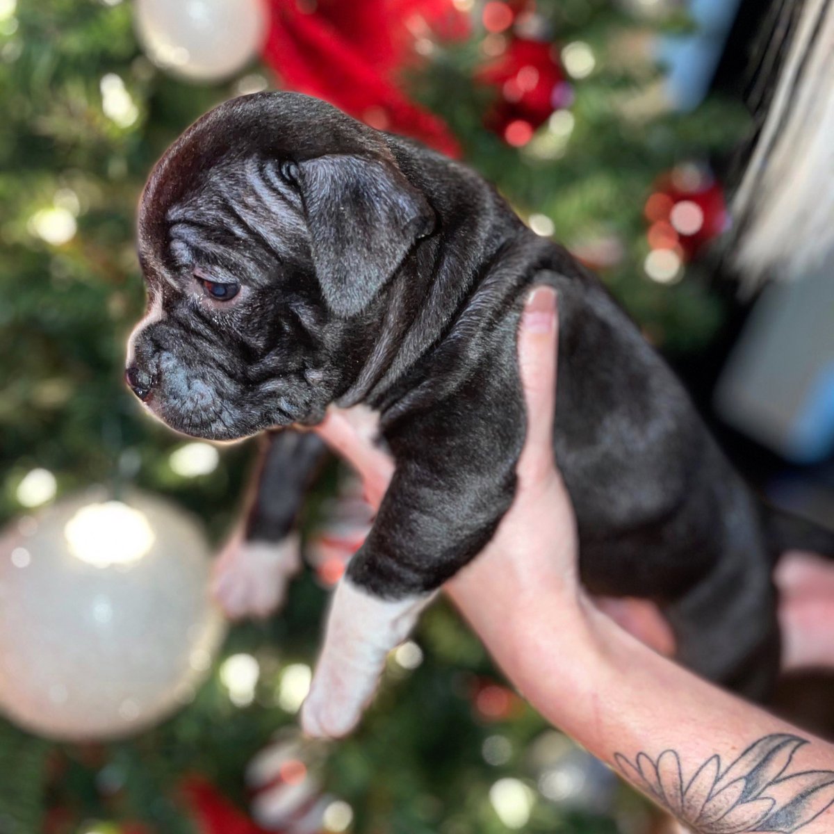BlessedBully's tweet photo. 815 Bully Blessed Kennels 💪🏾 https://t.co/3e7RwHFEdQ