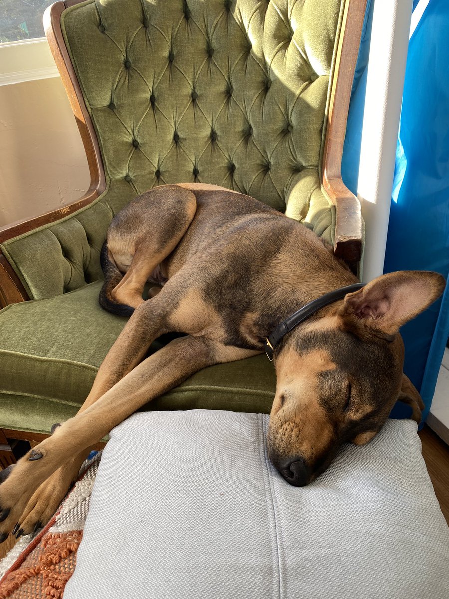 Does anyone else’s dog use pillows like a human?