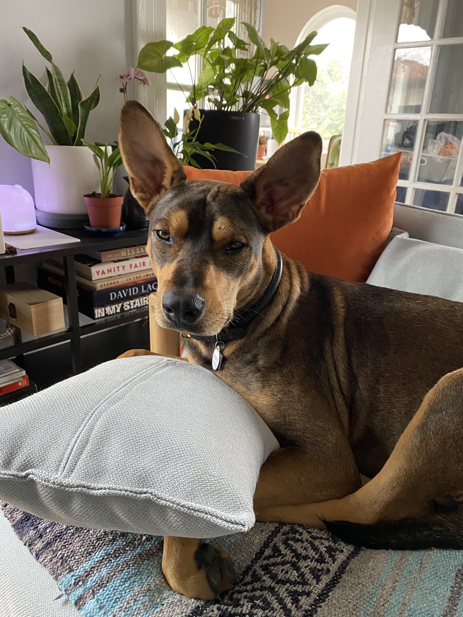 Does anyone else’s dog use pillows like a human?