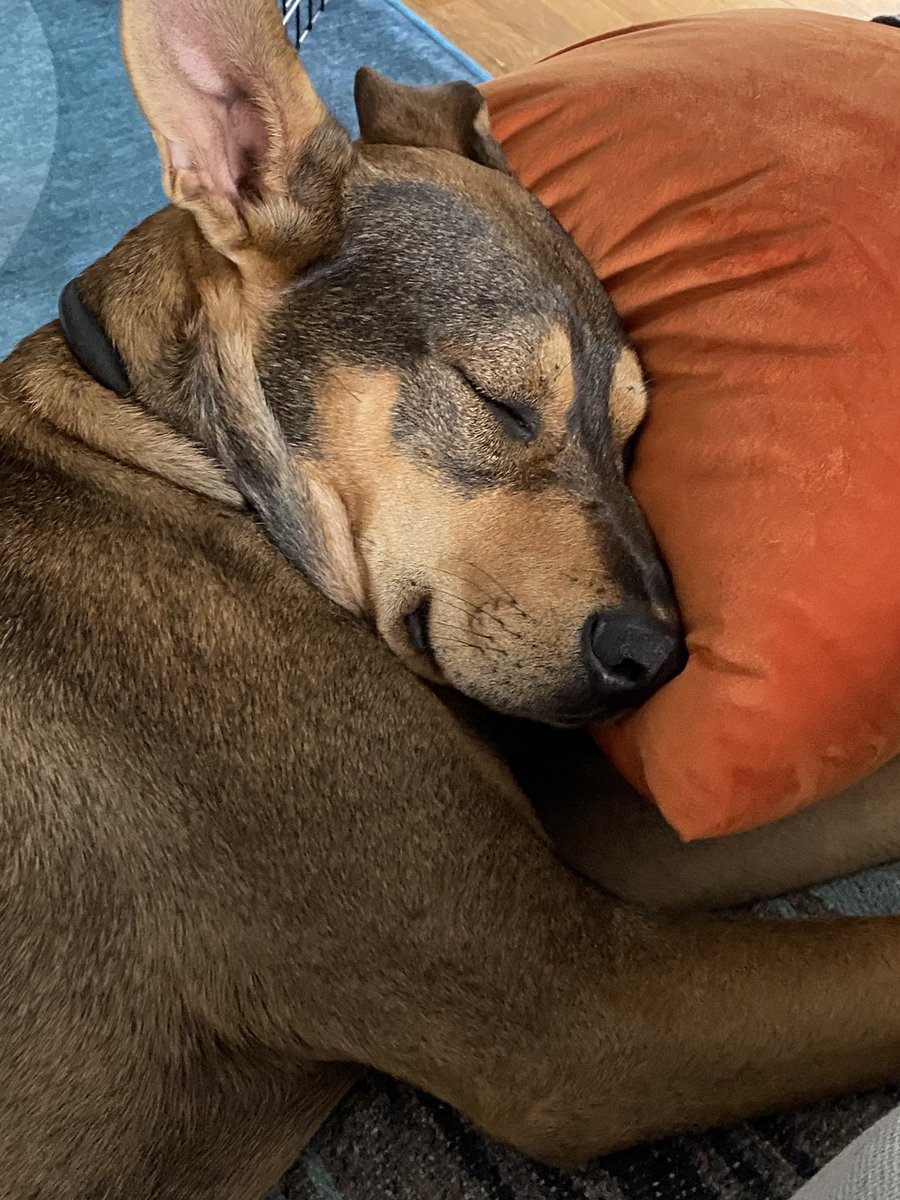 Does anyone else’s dog use pillows like a human?