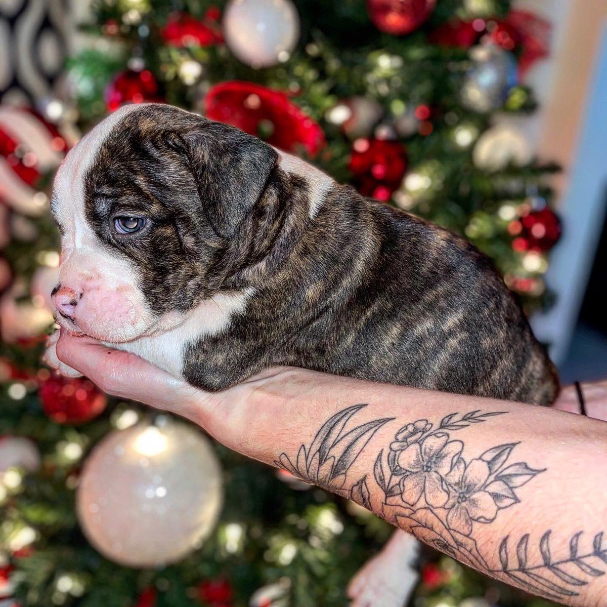 BlessedBully's tweet photo. 815 Bully Blessed Kennels 💪🏾 https://t.co/0iDMYxf9eJ