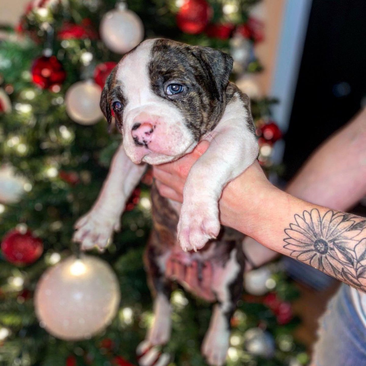 BlessedBully's tweet photo. 815 Bully Blessed Kennels 💪🏾 https://t.co/0iDMYxf9eJ