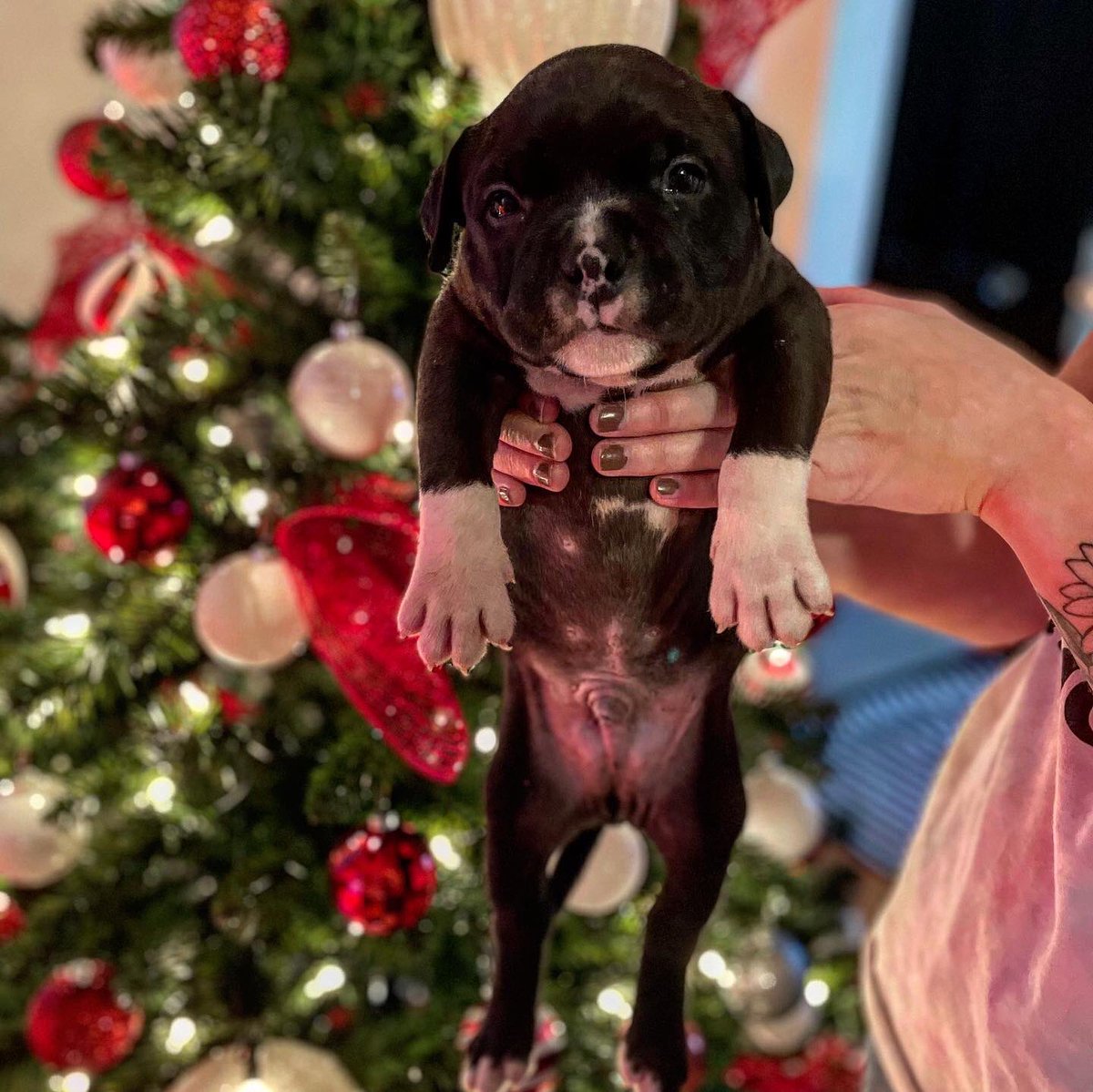BlessedBully's tweet photo. 815 Bully Blessed Kennels 💪🏾 https://t.co/fRTndaifFp