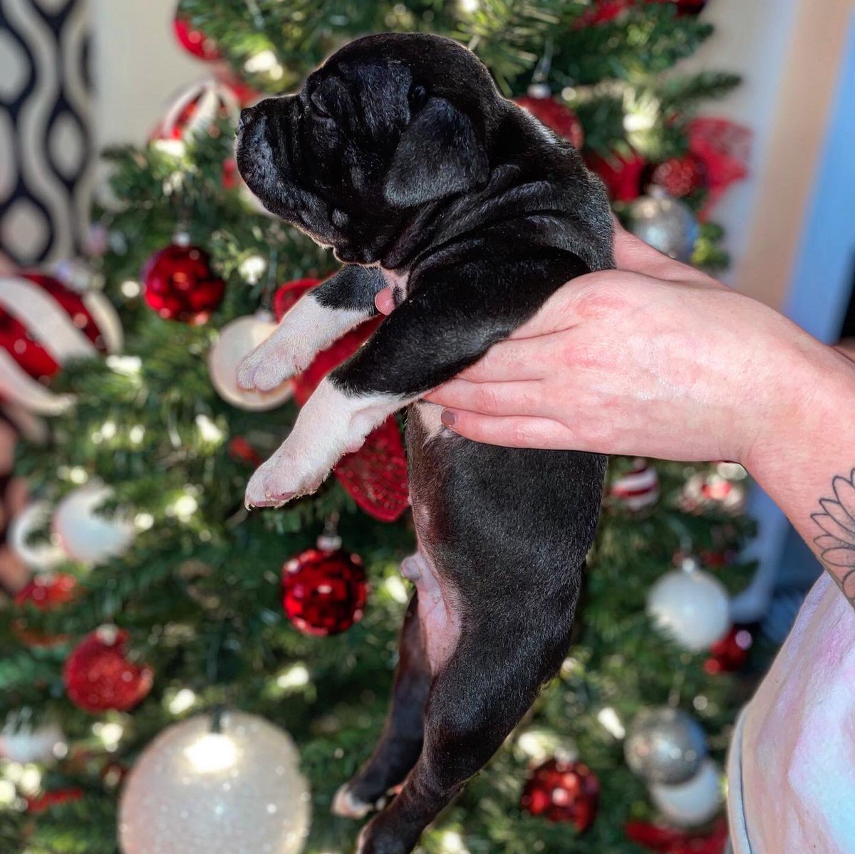 BlessedBully's tweet photo. 815 Bully Blessed Kennels 💪🏾 https://t.co/fRTndaifFp