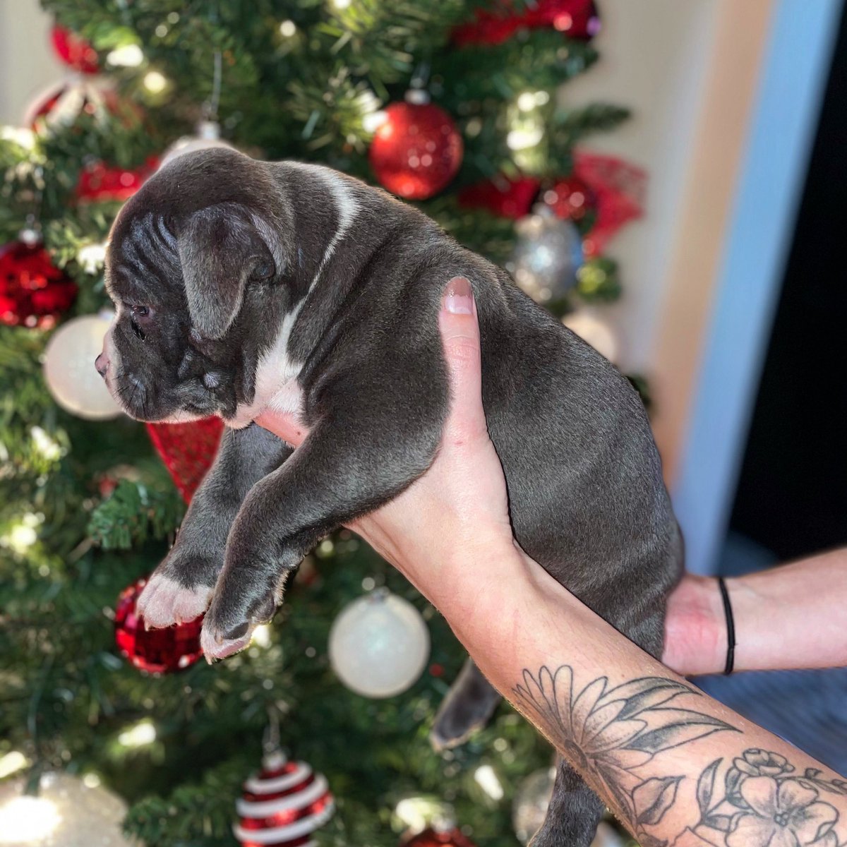 BlessedBully's tweet photo. 815 Bully Blessed Kennels 💪🏾 https://t.co/Iqrka0dTtK