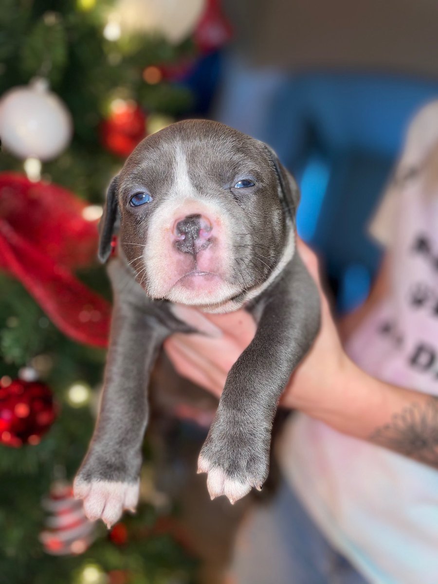 BlessedBully's tweet photo. 815 Bully Blessed Kennels 💪🏾 https://t.co/Iqrka0dTtK