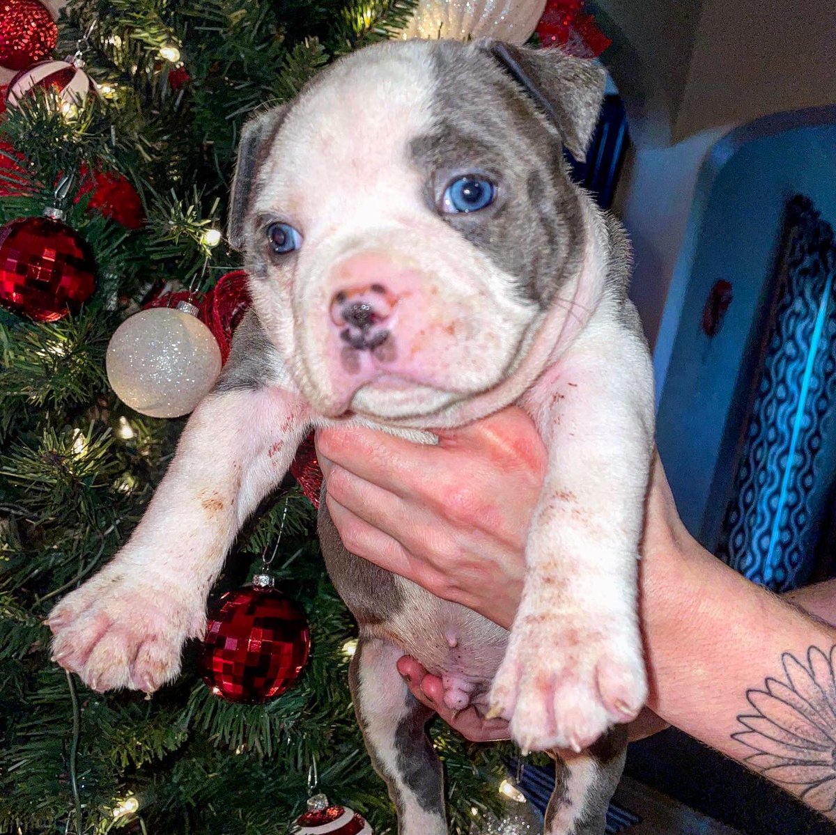 BlessedBully's tweet photo. 815 Bully Blessed Kennels 💪🏾 https://t.co/JbVWFcKqTF