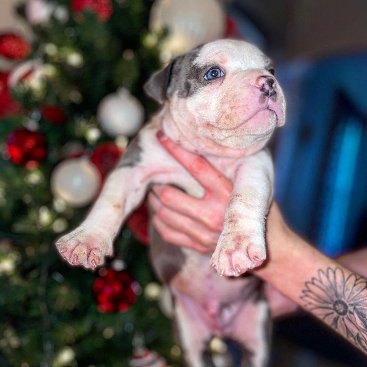 BlessedBully's tweet photo. 815 Bully Blessed Kennels 💪🏾 https://t.co/JbVWFcKqTF