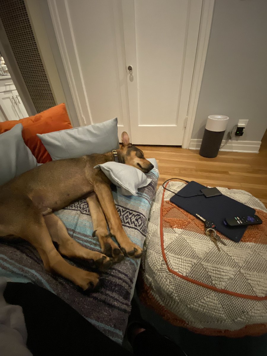 Does anyone else’s dog use pillows like a human?