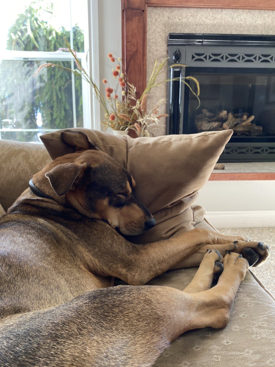 Does anyone else’s dog use pillows like a human?