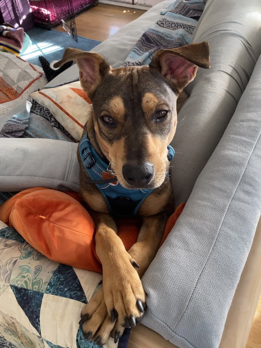 Does anyone else’s dog use pillows like a human?