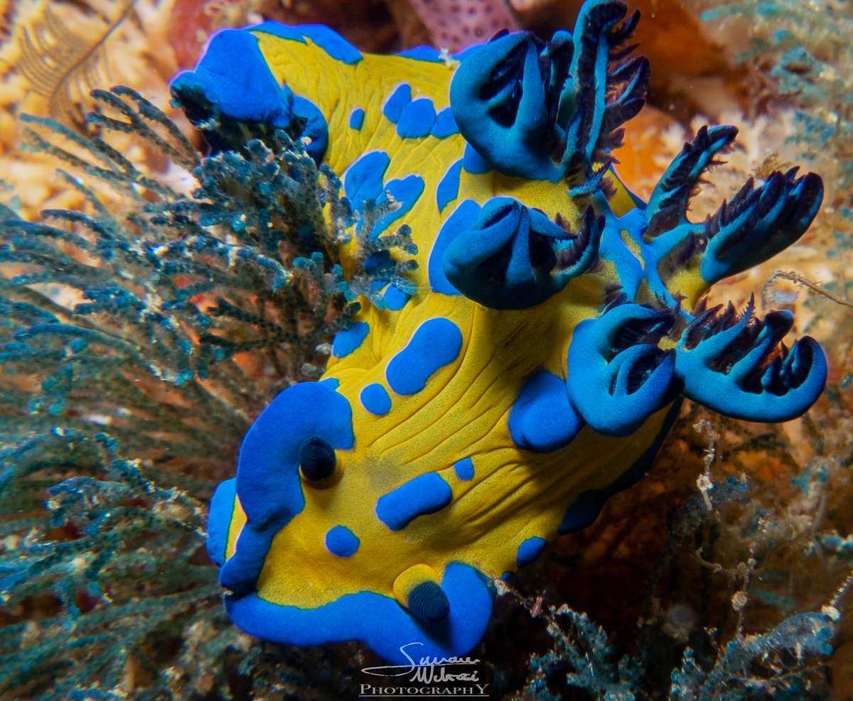 Summer temperature, but spring weather.
#PoorKnights #WeekendWeather 🌦🌦
diving.co.nz/news/7-8-novem…