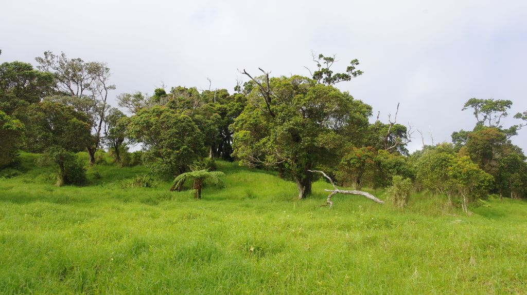 CanLightSource's tweet photo. NEWS RELEASE | Dust travelled thousands of miles to enrich Hawaiian soils
Studying soil phosphorus to help crops &amp; ecosystems.
Story: https://t.co/GNv7P2ZDMm
Partners: @agroscope @usys_ethzh @BAMResearch @snsf_ch @dfg_public @synchroSOLEIL @HZB_BESSY @esrfsynchrotron @SSRLnews https://t.co/QOqMweU4hE