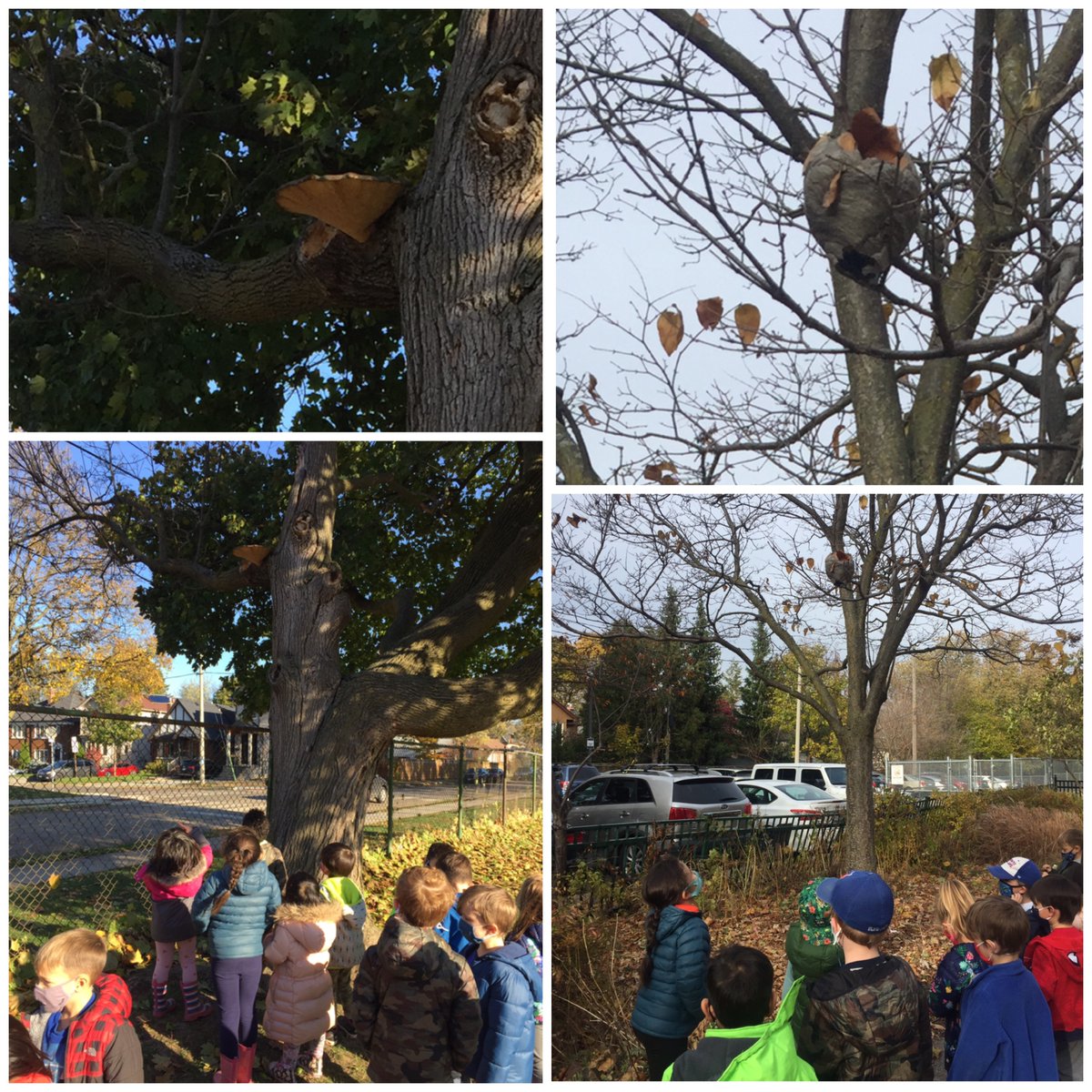 Today our Kindergarten students discovered a big mushroom and an old hive hidden in trees that were revealed by the changing of seasons! Sometimes taking a moment to look up is all it takes to experience wonder.   <a href="/RolphRoadSchool/">Rolph Road School 🎓</a> <a href="/tdsb/">Toronto District School Board</a> <a href="/EarlyYearsTDSB/">TDSB Early Years</a> <a href="/EcoSchoolsTDSB/">TDSB EcoSchools</a> <a href="/EcoInquiry/">Eco-inquiry</a>