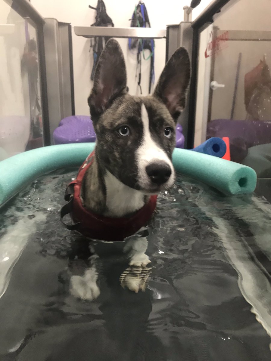acupuncturedvm's tweet photo. Rylee doesn’t let her orthopedic challenges hold her back. And she has great ears. #caninerehab #rescuedog #adoptabledog #dfw #maziesmission https://t.co/q2WuTdWTxc