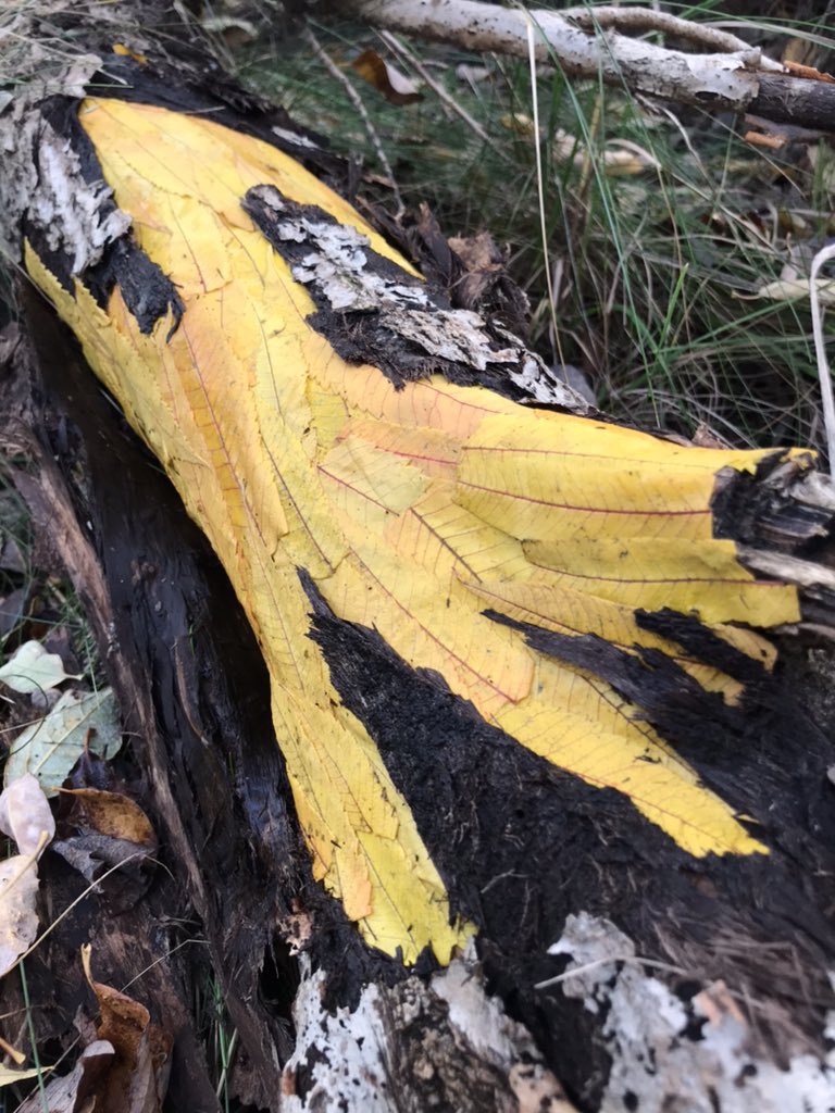 Frédéric Dilé tweet media