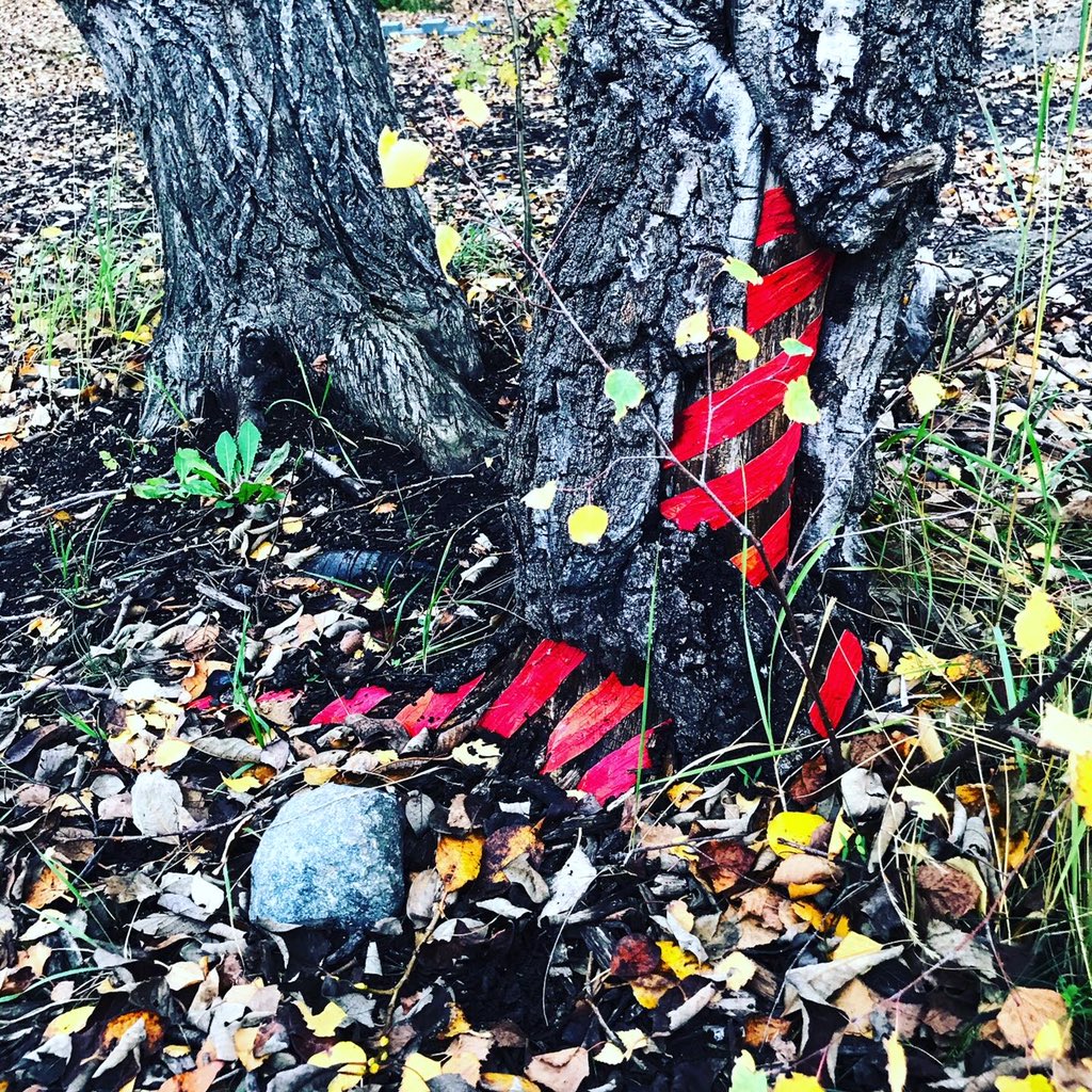 Frédéric Dilé tweet media