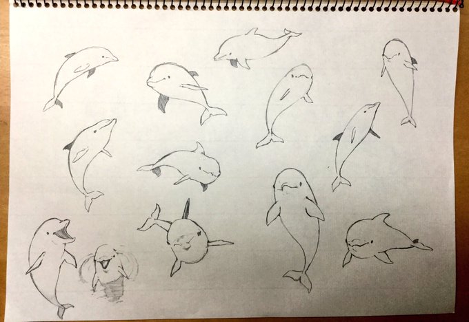 イルカは正面が一番可愛い さぼ の漫画