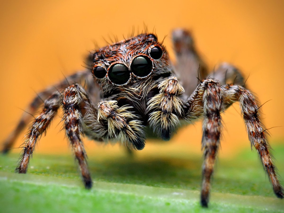The Portia jumping spider can leap up to 50 times its own body length.