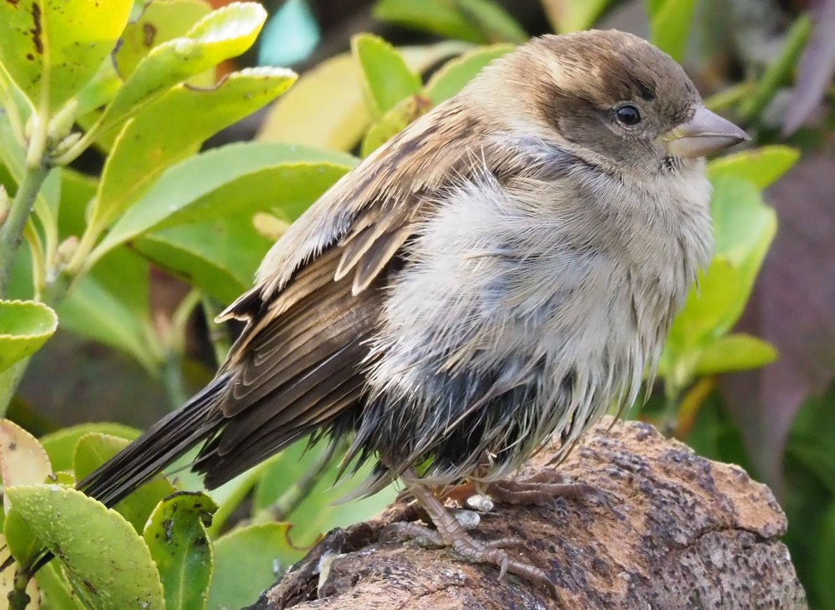 andymarts57's tweet photo. A soggy house Sparrow https://t.co/By87evGNea