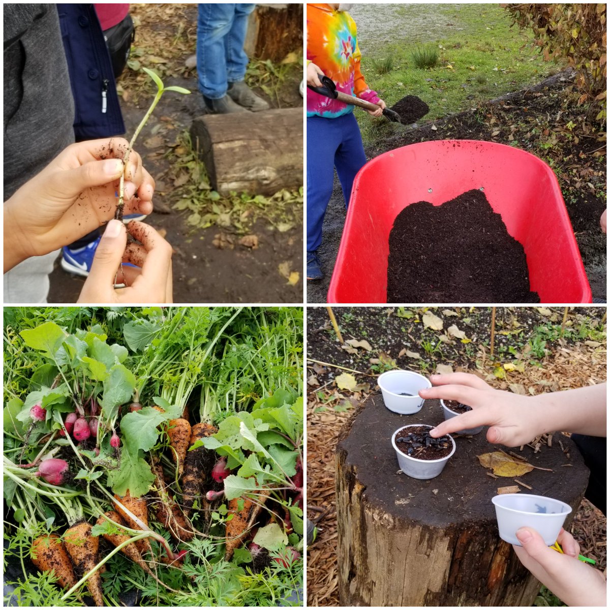 classemmelaure's tweet photo. Perfect afternoon in our @Trafnews school garden ! 🍂🌱🌽 @vsblearns @VSB39 https://t.co/fICbbsn2s7