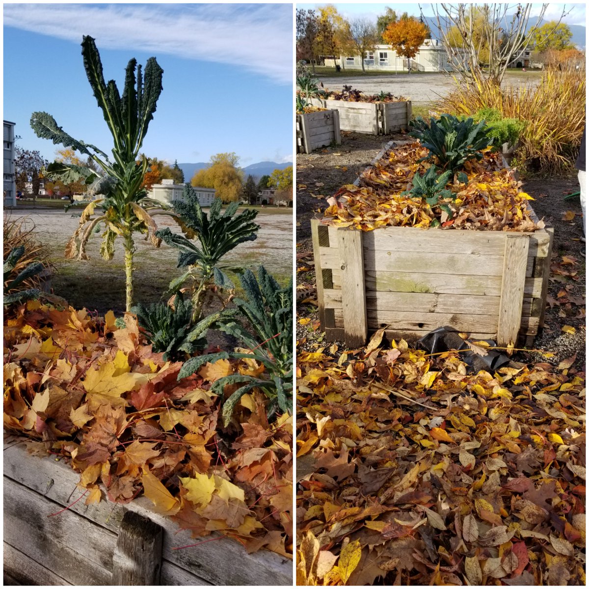 classemmelaure's tweet photo. Perfect afternoon in our @Trafnews school garden ! 🍂🌱🌽 @vsblearns @VSB39 https://t.co/fICbbsn2s7